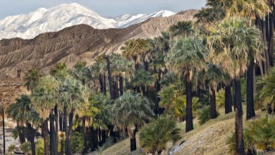 Things to Do in Palm Desert