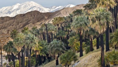 Things to Do in Palm Desert