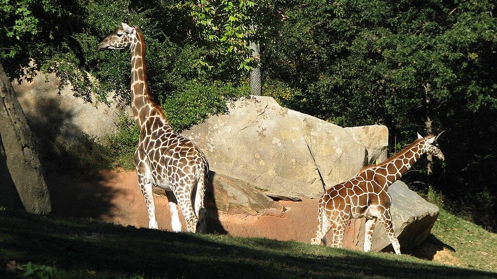 North Carolina Zoo - Things To Do In North Carolina