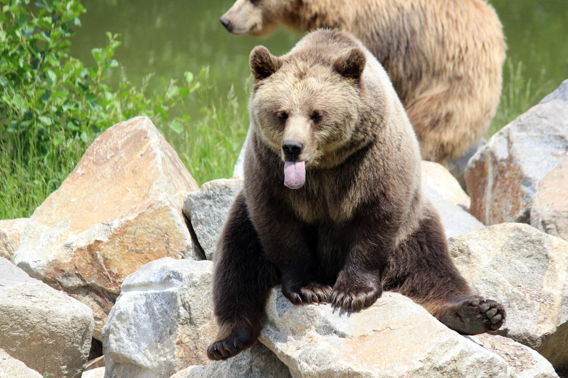 Cherokee Bear Zoo