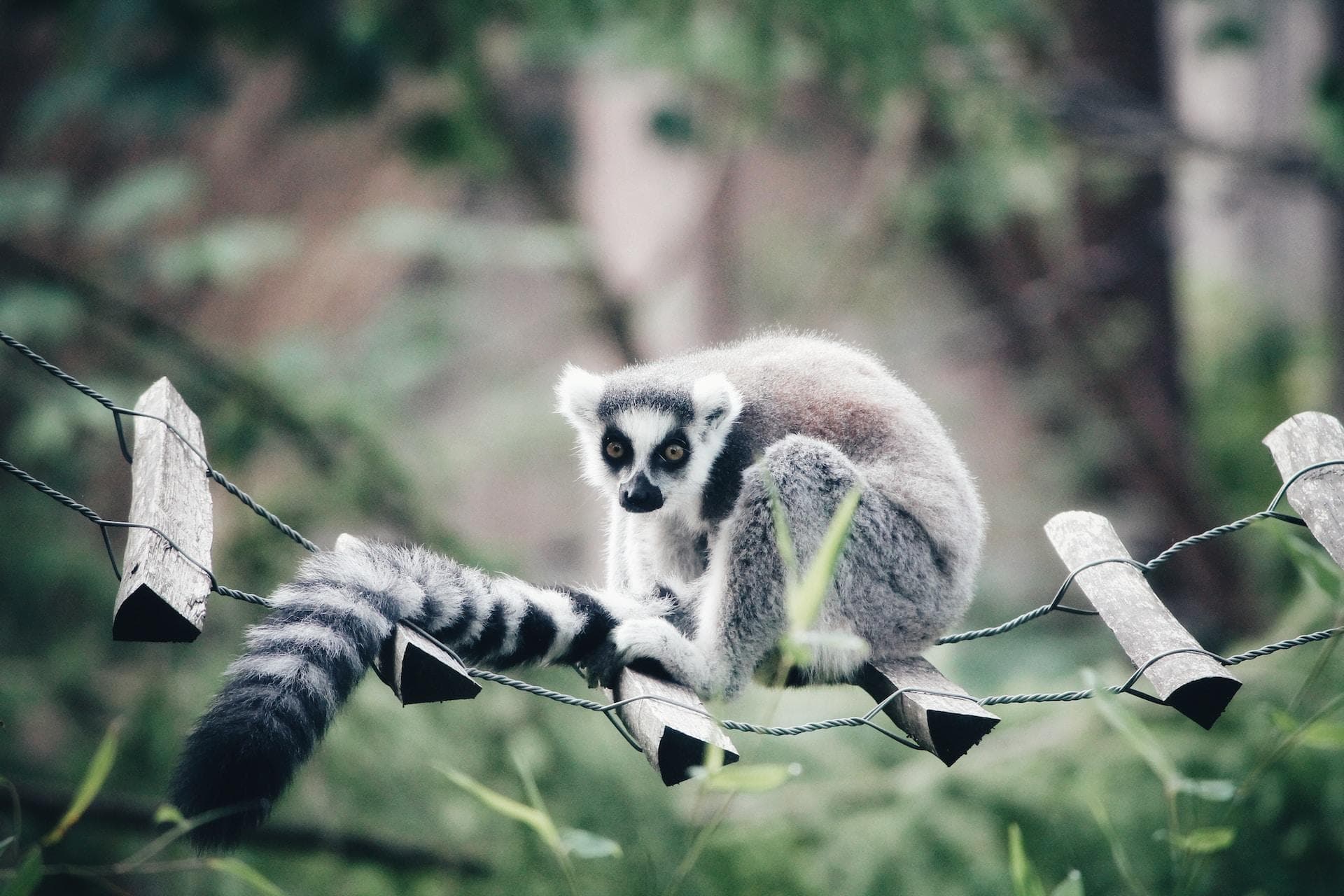 Duke Lemur Center