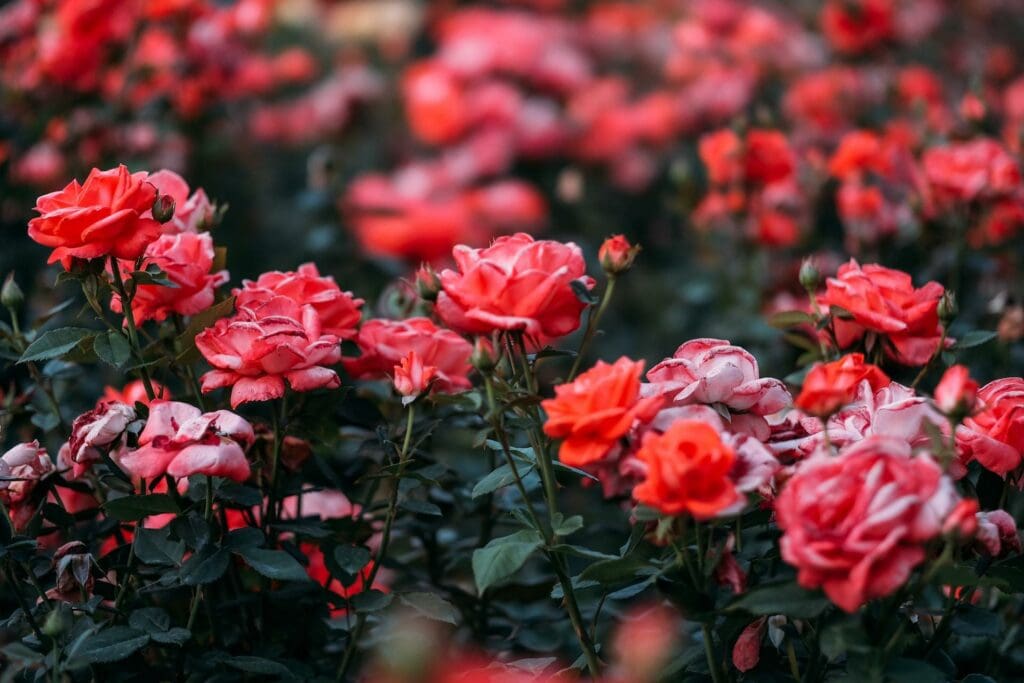 Fayetteville Rose Garden