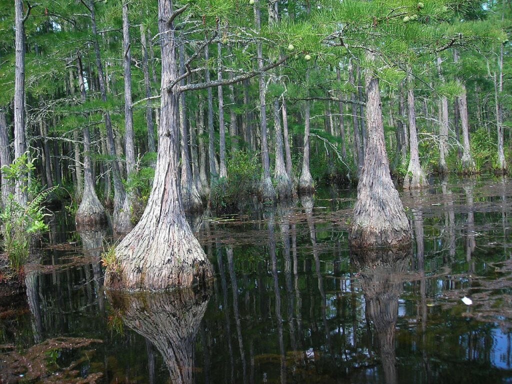 Goodale State Park SC