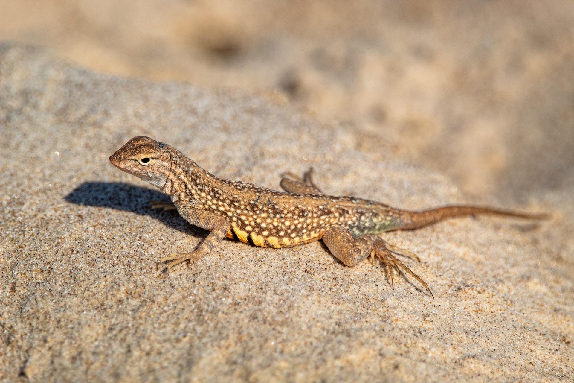 OBX Lizard Land