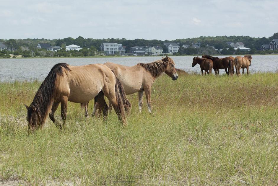 Rachel Carson Reserve