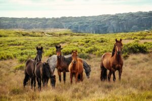 Wild Horse Adventure Tours Currituck - Things To Do in Currituck NC