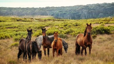 Wild Horse Adventure Tours Currituck - Things To Do in Currituck NC