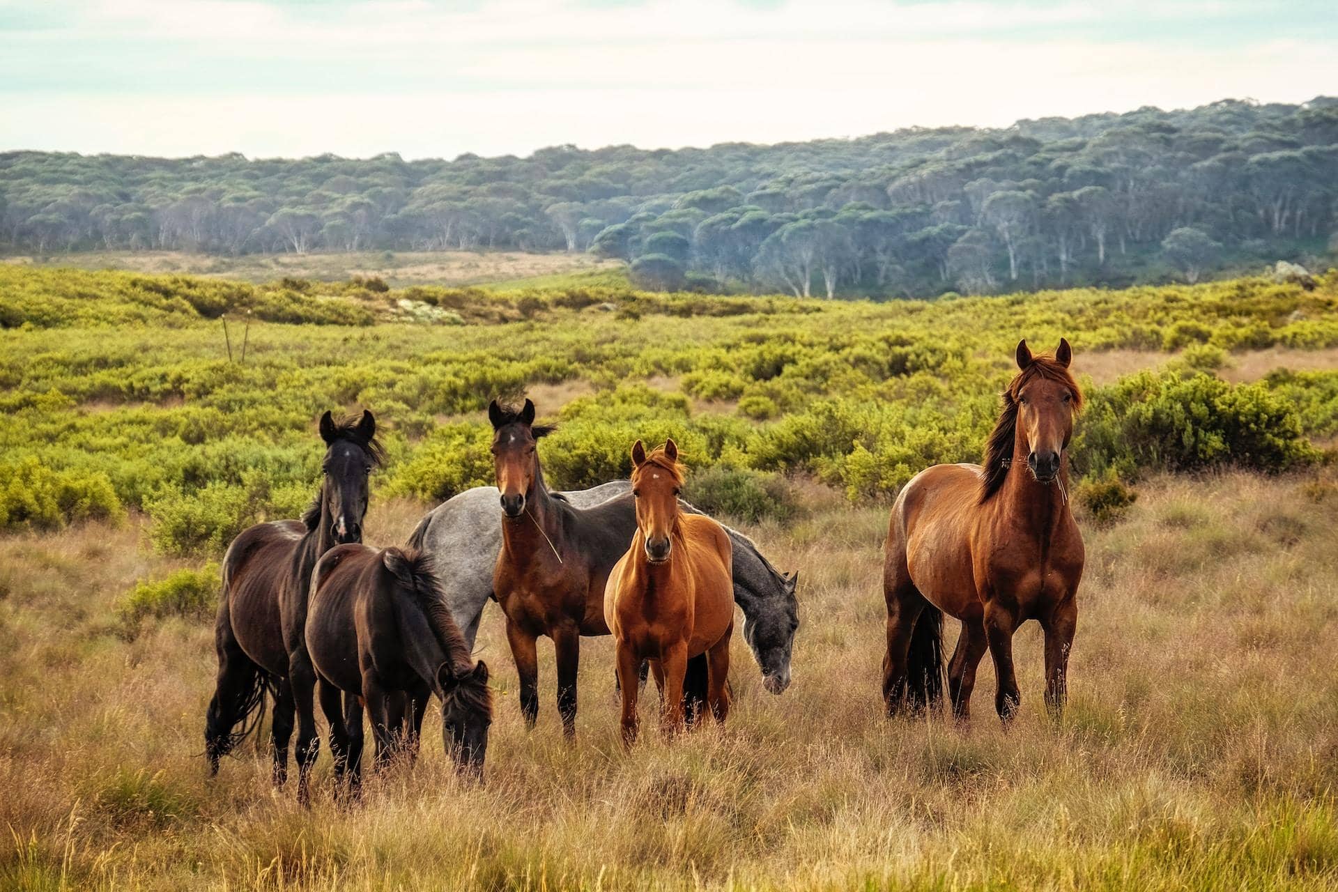 Wild Horse Adventure Tours Currituck