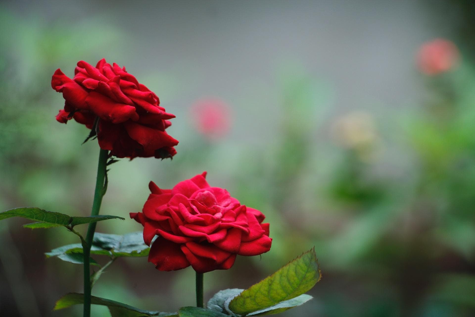 Wilson Rose Garden