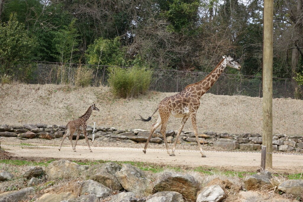 Greenville Zoo