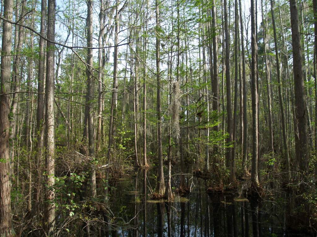 Woods Bay State Park SC
 