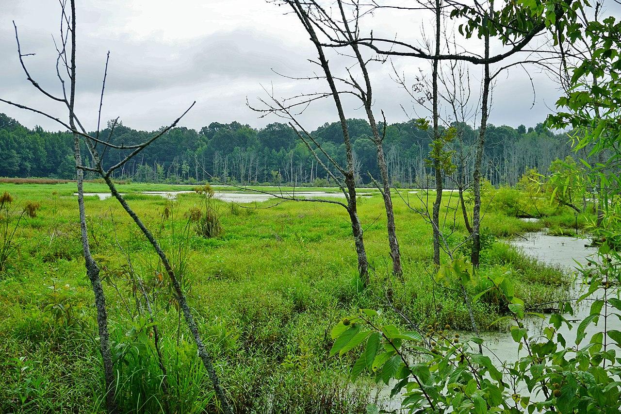 Pee Dee National Wildlife Refuge