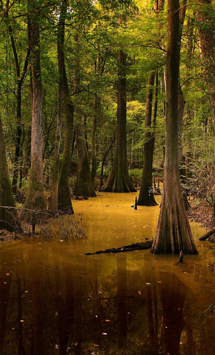 Congaree National Park, South Carolina