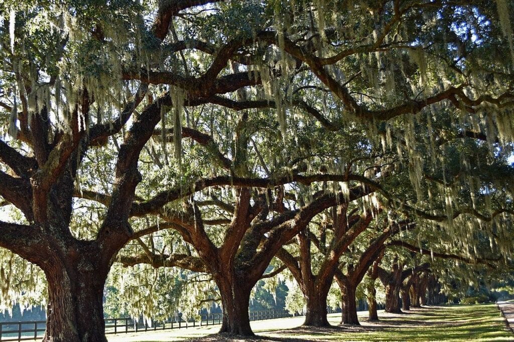 Boone Hall Plantation & Gardens