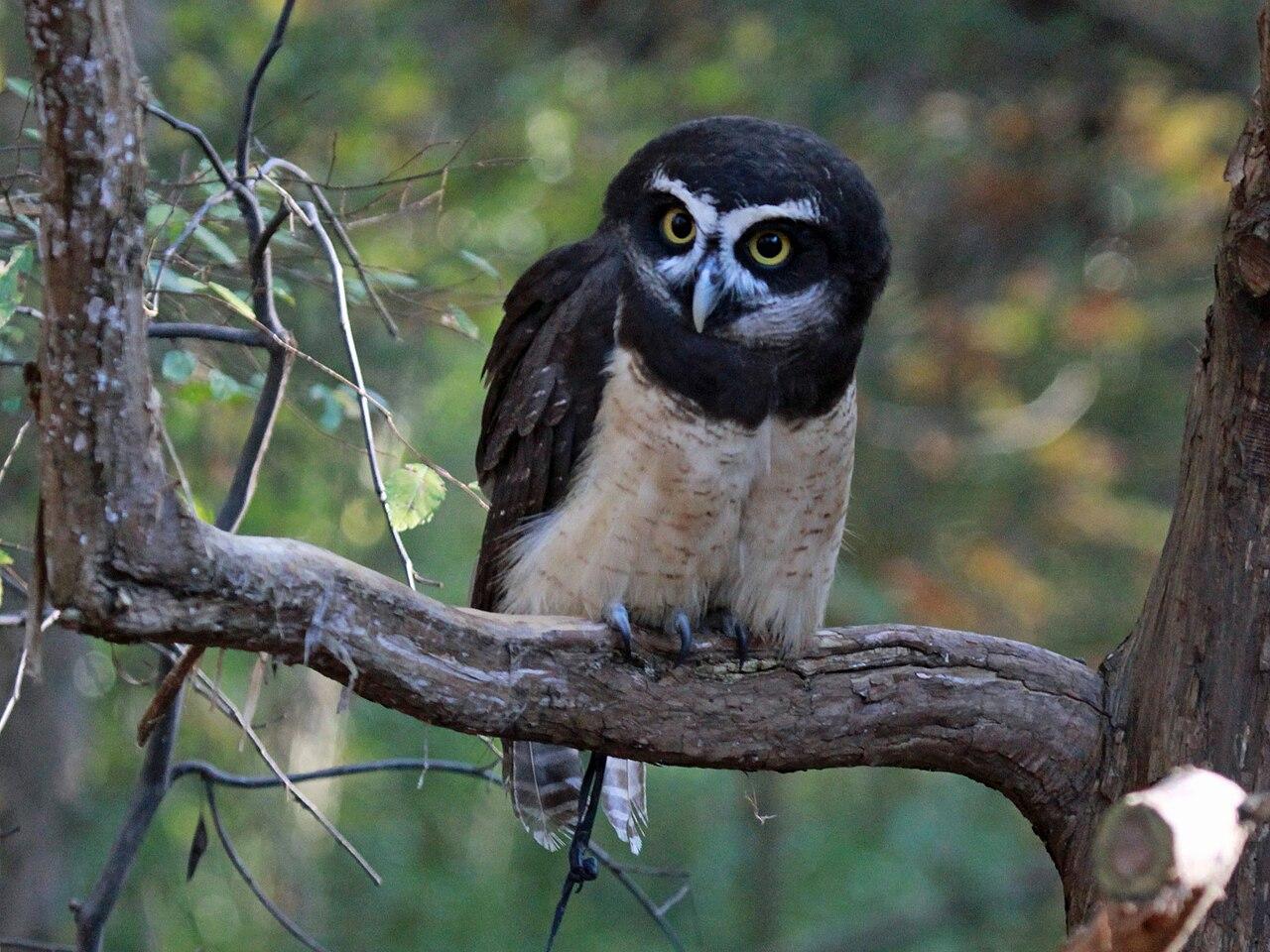 Carolina Raptor Center Huntersville NC