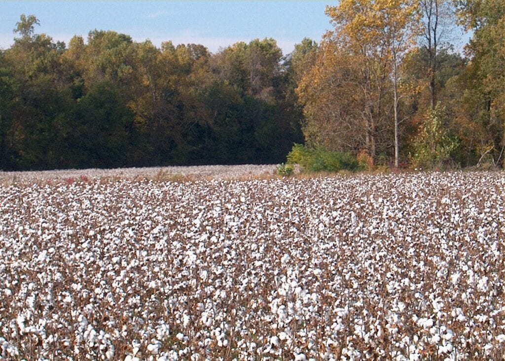 Cotton Farm in Halifax County (Halifax Farm Services Inc)