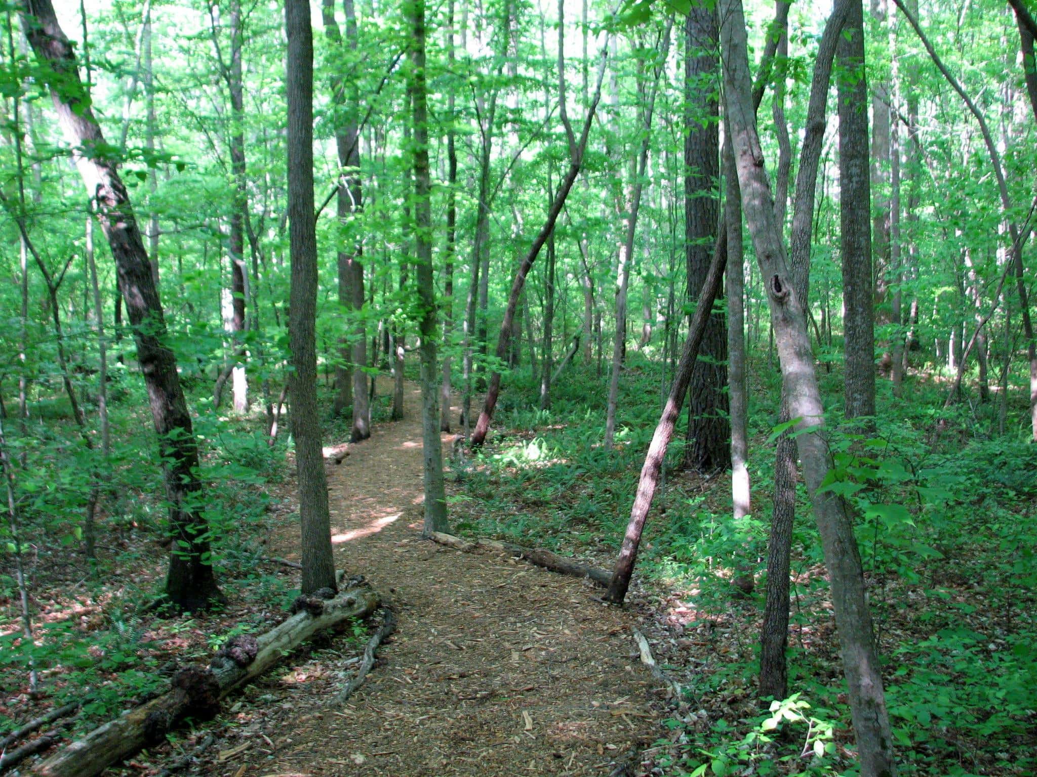 Hemlock Bluffs Nature Preserve Cary NC