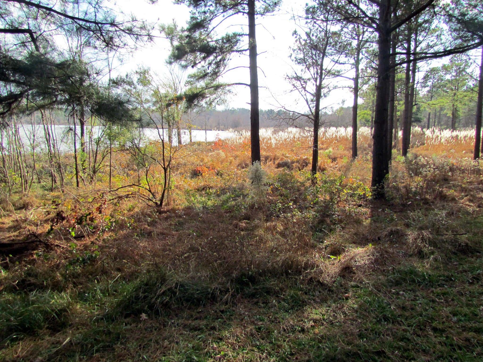 Lake Crabtree County Park
 Cary NC