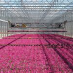 Metrolina Greenhouses Things to Do in Huntersville NC
