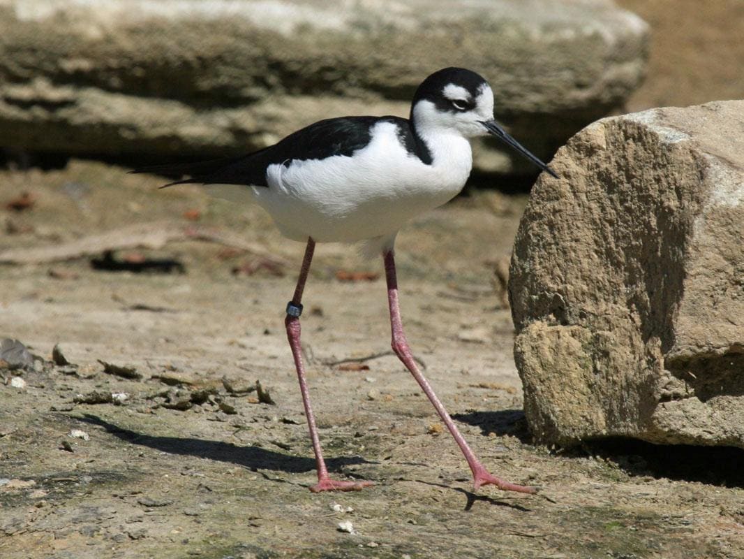 Sylvan Heights Bird Park