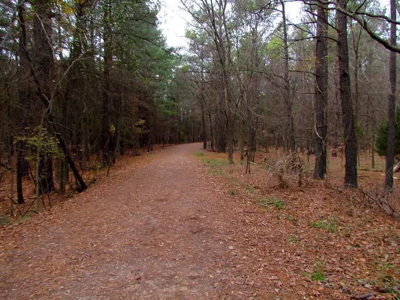 Carolina North Forest