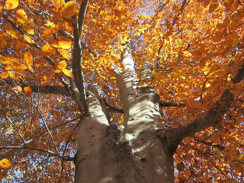 Coker Arboretum